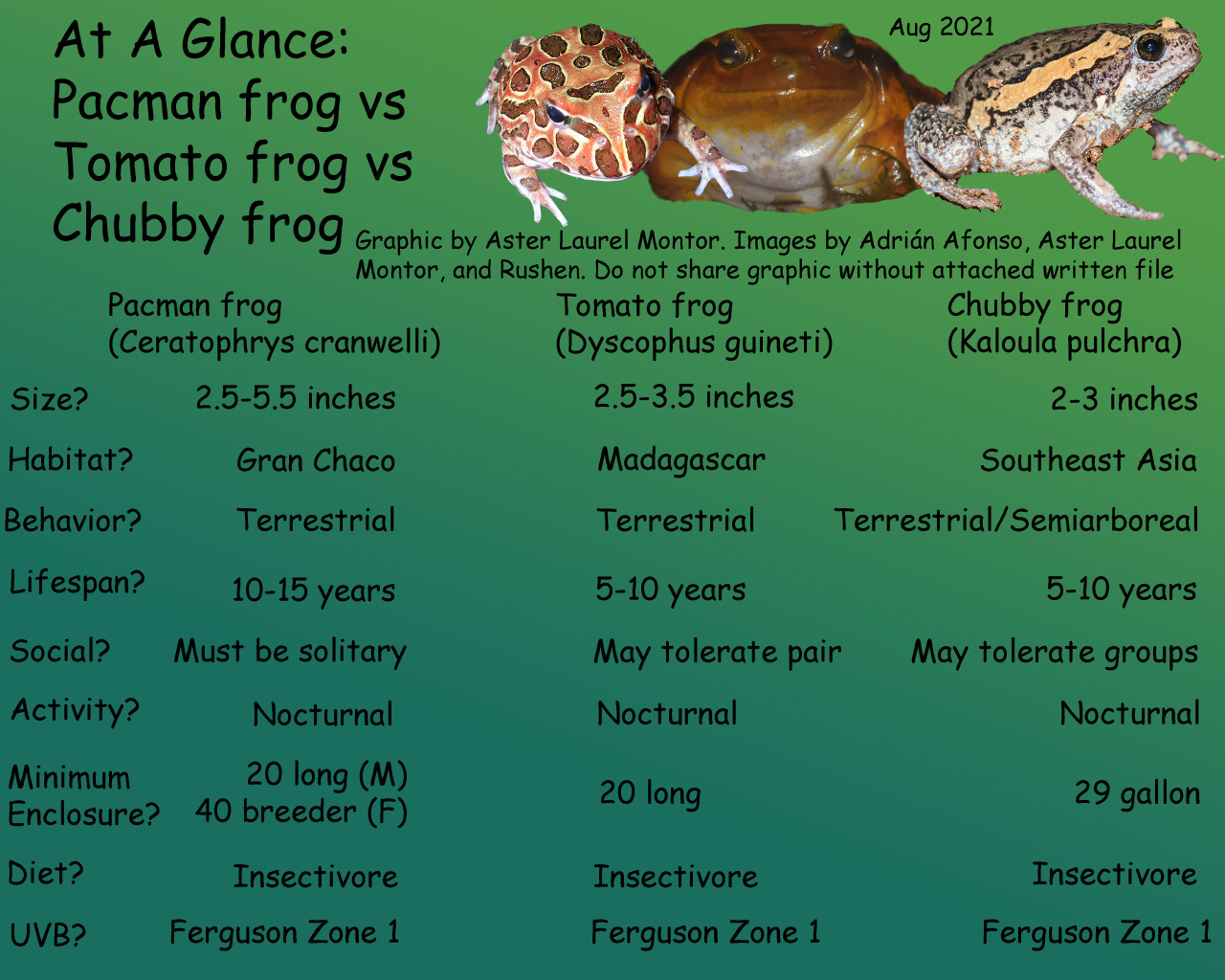 Pacman Frog Size Comparison | vlr.eng.br