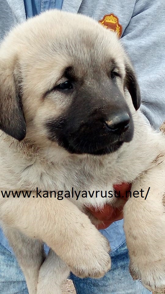 Kangal Yavrusu Kangal Egitimi Nasil Verilir Kangal Kopek