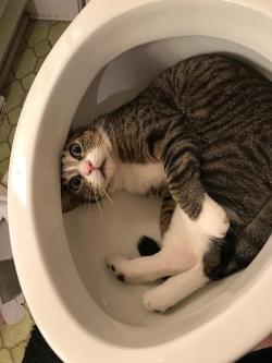 dawwwwfactory:  Dad started putting in new toilet. Walked away for a few minutes and came back to this. Click here for more adorable animal pics!