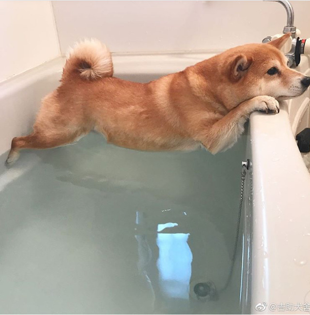 woof?