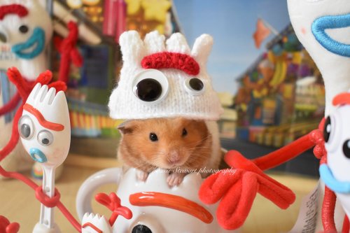 hamsters-in-cups