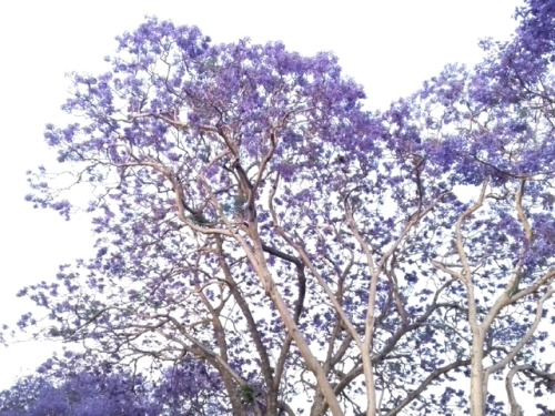 bouquet-of-dead-flowers:Montevideo, Uruguay