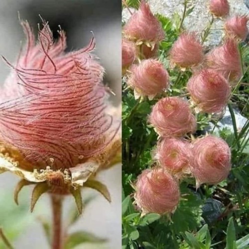 Prairie smoke flowers (Geum triflorum). Looks like cotton candy! Buy seeds here : ETSY