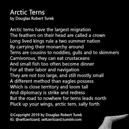 Arctic Terns by Douglas Robert Turek