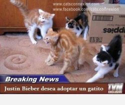 futubandera:  gatos!!