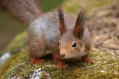 Eurasian red squirrel/ekorre. Värmland, Sweden (May 1, 2022).