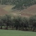 laplanetesauvage1:Through the Olive Trees (1994) dir. Abbas Kiarostami