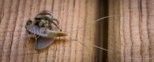 Breakfast time for a hungry spider [4186 x 1686] [OC]