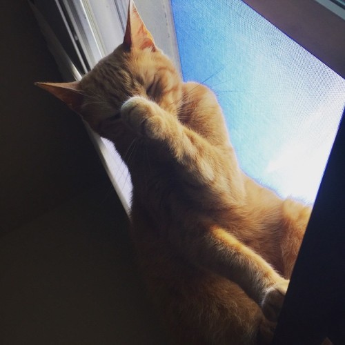 laundryaisandrea: Always the window seat.