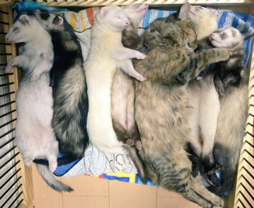 awesome-picz: Rescue Kitten Adopted By 5 Ferrets Thinks It’s A Ferret Too