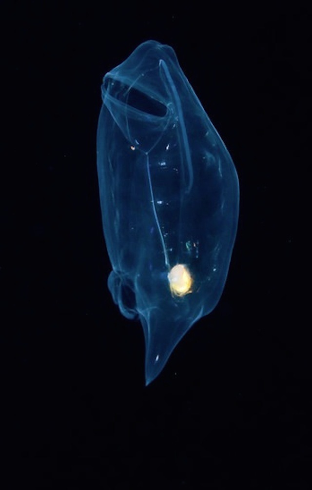 nevver:  Monsters of the deep, Joshua Lambus