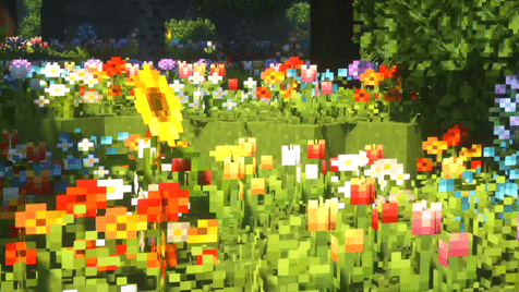 Flower Field