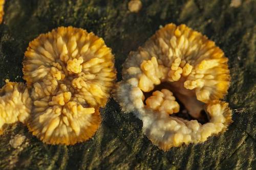 Stråle-åresvamp Lat: Phlebia radiata #mushroomspotting#mushroomhunting#danishmushrooms#fungi#danskes