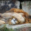 gay-lion