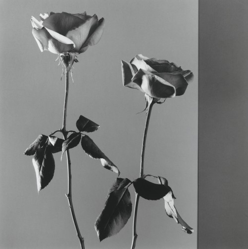 disease:  ROBERT MAPPLETHORPE / “ROSES” / 1988[gelatin silver print | 19 1/8 x 19 1/8″]