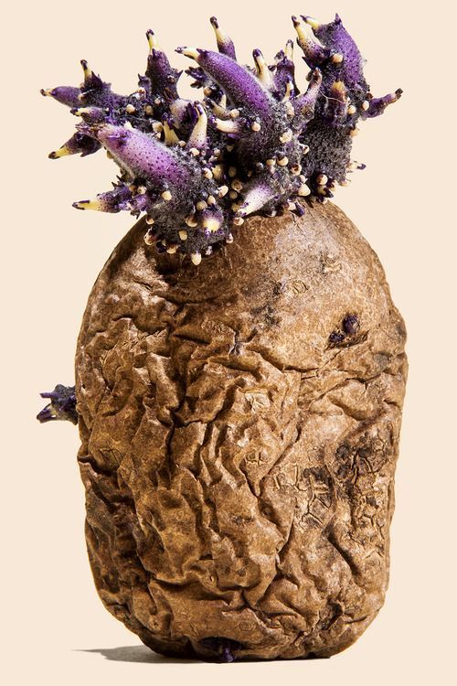 emmaklee:potato at the gnarly stage[ph Bobby Doherty]