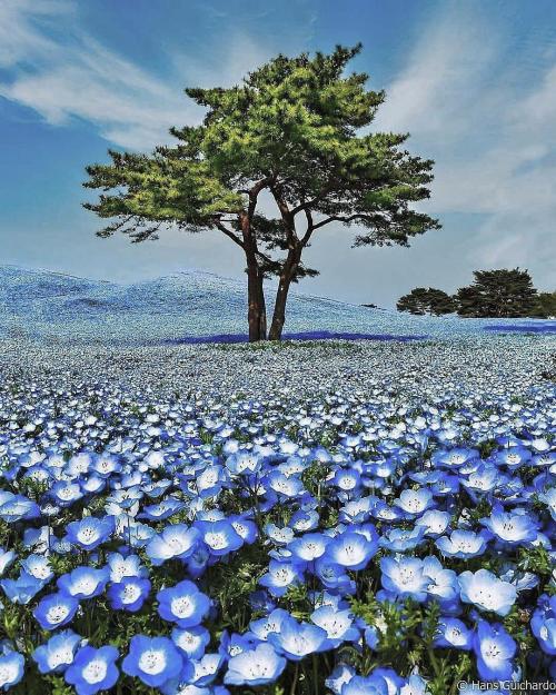 A lone tree in a field of Baby Blue Eye flowers, Ibaraki Prefecture, Japan