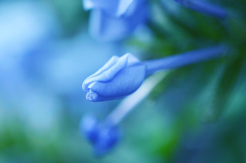 bramphotography:My little flower garden: study in blue 