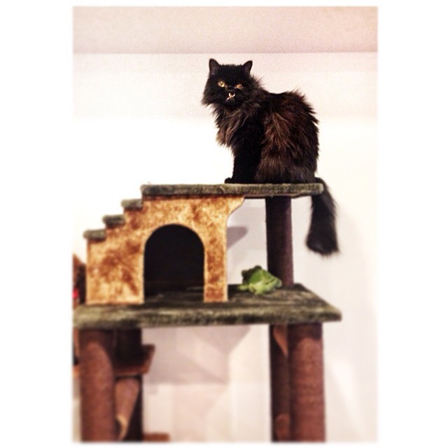 princessmonsterblog:  Started from the bottom… now…  