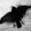 themourningcrow