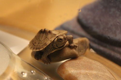 tigerflowerbomb:my turtle is too fabulous for me