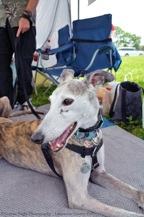 These beautiful greyhounds are not for adoption; however, they are ambassadors for the rescue they c