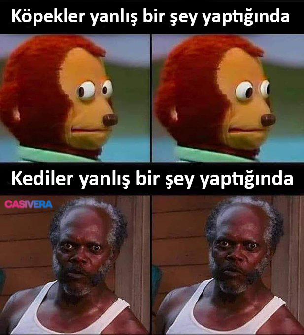 Köpekler yanlış bir şey...