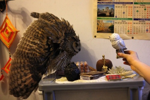 kitsunecoffee:  thekumazone:  Owls may be symbols of wisdom, but they’re actually complete morons  I’M BIG DON’T TOUCH ME 