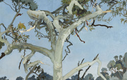 thunderstruck9:  Cressida Campbell (Australian, b. 1960), Angophora, Nielsen Park, 1995. Woodblock, 43.5 x 69 cm. 