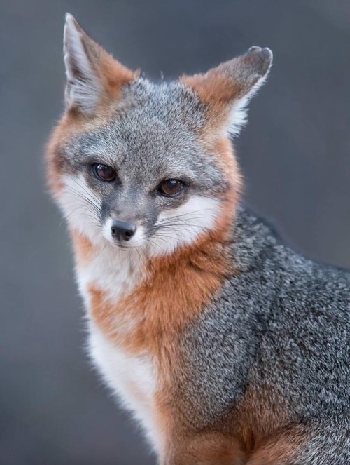 beautiful-wildlife:Grey Fox in Grey by © tinmanlee