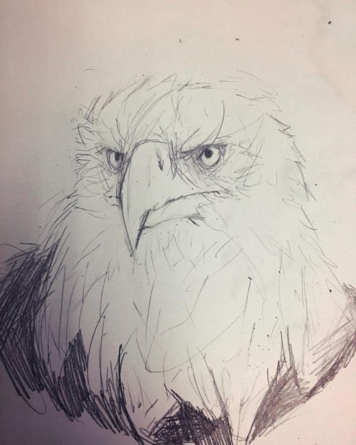 Drew an eagle for a friend #eagle #art #sketch #drawing #bird #animal #baldeaglehttps://www.instag