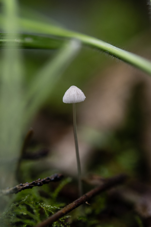 Tiny Fungi in the Forest