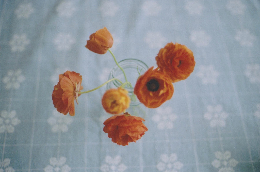 jacindaelena:     by emily*w   
