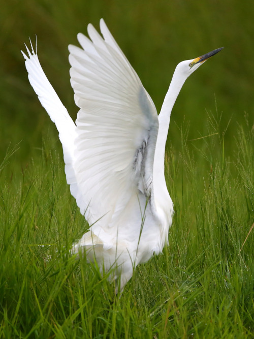Great Egret (Ardea alba) >>by Graham Bamber