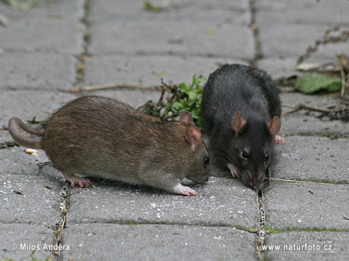 ainawgsd: The black rat (Rattus rattus), also known as ship rat, roof rat, or house rat—is a common 