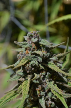 incredible-kush:  Strain:Berry White  (Blueberry