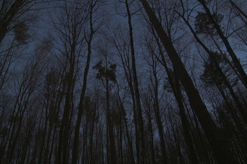 sotick:  Night forest is addictive.