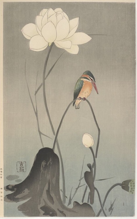 wonderlartcafe:‘Kingfisher on Lotus’ (1900′s). Woodblock print by Ohara Koson 小原古邨 (1877 - 1945). Pu