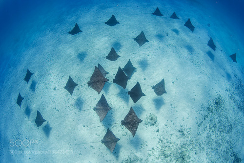 Spotted eagle rays by eugene_kitsios