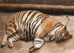 herprettywings:  the-little-two-mouthed-girl:  natsfanartnfandoms:  ihatebikeshorts:  nosdrinker:  look at this fat idiot  omg what a fat assholei wanna hug ‘im  WHAT WHAT HOW-HOW DOES A TIGER SERIOUSLY GET THAT FAT??? I thought it was Photoshop at