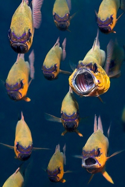 lalulutres: Apogon aureus (Ring-tailed cardinalfish)