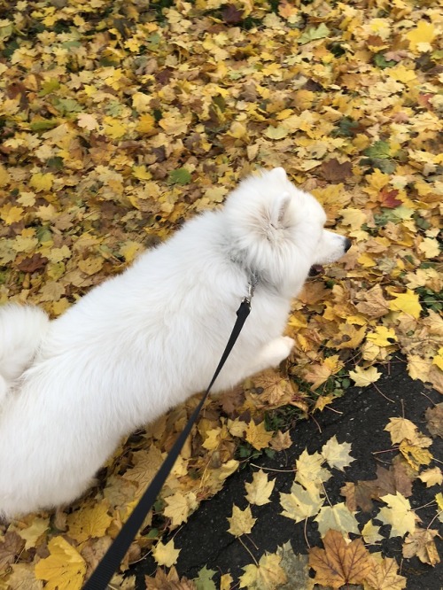 neothesamoyed: Fall Walking