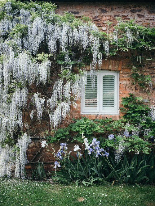 Wisteria, Somerset 2021Hasselblad X1D II 50C + XCD 45mmPhotographed by Freddie Ardley - Instagram @f