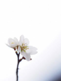 prettylittleflower:  四季桜 by Polotaro