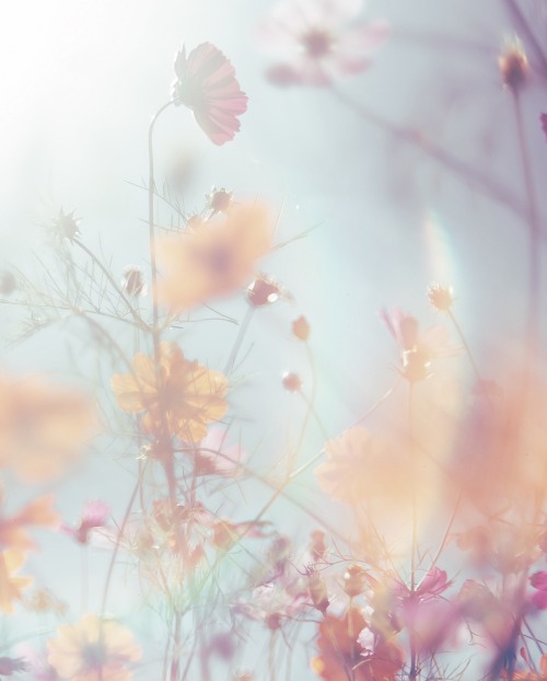 Cosmos Gave Me Hope In My Dreams