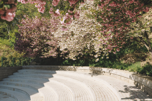 2022-04-16Spring, Double flowering cherry blossomsCanon EOS R3 + RF15-35mm f2.8L ISInstagram  |