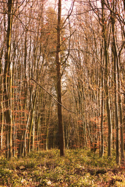lanatura:  Forest path (by Ollie Barr) 