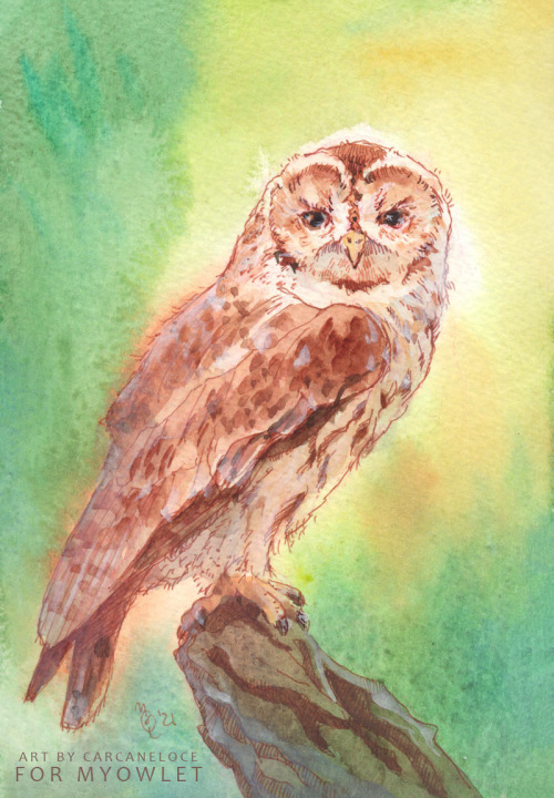  Tawny owl for Myowlet <3