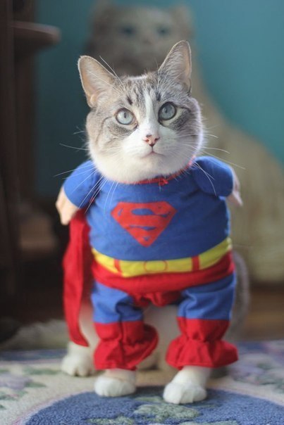 I need a hero I’m holding out for a hero ‘til the end of the nightHe’s gotta be st