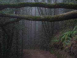motivatedowl:  The misty forest Sequoia Bayview